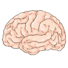 <p>少し専門的な内容なので興味がない方は読み飛ばして下さい。<br />
ストレス反応とは</p>
<p>ある個体が状況的に過度なストレスに曝されたときにする反応です。<br />
その個体や状況に応じて自律神経系の交感神経もしくは副交感神経優位な反応があります。</p>
<p> (１)防御反応・・・交感神経優位な反応、サバンナの動物を想像すると危険が迫った時に、戦うか逃げるかという行動をとるために必要な反応です。瞳孔が散大して、心拍数があがり、内臓の血流が減る変わりに筋骨格系の血流がまして素早い反応に備えます。</p>
<p> (２)受動的ストレス反応・・・外敵に襲われたときに見つからないようにフリーズしたり死んだふりのような状態です。副交感神経優位な反応ですが体内ではストレス反応として同じように起こります。</p>
<p>これらのストレスを受けたときの体の中の内分泌系の反応を「HPA軸」といいます。</p>
<p>HPA軸とは<br />
ストレスを生理学的説明する際にHPA軸というものがああります。</p>
<p>これはhypothalamic（視床下部）ーpituitary（脳下垂体）ーadrenocortical（副腎皮質）からなる一つのシステムです。</p>
<p>脳の視床下部から下垂体に副腎皮質刺激ホルモン放出ホルモンが分泌されます。<br />
次に下垂体の前葉というところから腎臓の上にある副腎という器官に副腎皮質刺激ホルモンを放出し最後に副腎から副腎皮質ホルモンであるコルチゾールが分泌されます。</p>
<p>この一連のは内分泌系の反応により交感神経の興奮がおこり、心拍数が増え、血圧もあがります。</p>
<p>この状態が長期に持続すると動物は不安になり精神的にも不安定になり抑うつ状態になります。<br />
コルチゾールは唾液からも採取できるのでその量に応じてその人のストレス状態を検査できます。</p>
<p>大腸運動とストレス<br />
(副腎皮質ホルモン)</p>
<p>上記のストレスの反応の際に放出される副腎皮質ホルモン放出ホルモン(CRH)を意図的に増やすと</p>
<p>○大腸の運動が亢進<br />
○便の水分量が増加<br />
○便の量と回数が増加<br />
します。</p>
<p>不思議なことにCRHを末梢に投与しても大腸運動が亢進して同じ結果になりました。<br />
ということは<br />
動物においてストレスホルモンであるCRHが脳でも腸でも増加すると過敏性腸症候群と非常に酷似した状態になるのです。</p>
<p>以上のことから<br />
過敏性腸症候群とストレスの関連付けられることが多いのです。<br />
重要な会議の前や試験中、緊張するときに腹痛や腹部の不快感がある場合は体内でのこのような反応の結果かもしれません。</p>
<p>ストレスは生きていく上では避けて通れるものではありません。<br />
まずは日頃緊張している自律神経や体の緊張をほぐしていく必要もありますし、腸自身の問題もある可能性もあります。</p>
<p>その際はその方に合った食事療法やもしくは避けなければならない食品もあるかもしれませんのでそちらを探る必要があると思います。</p>
<p>筋肉や関節の症状以外にもこちらでお手伝いできる症状もあると思いますので気になることがございましたらお気軽にご相談ください。</p>
